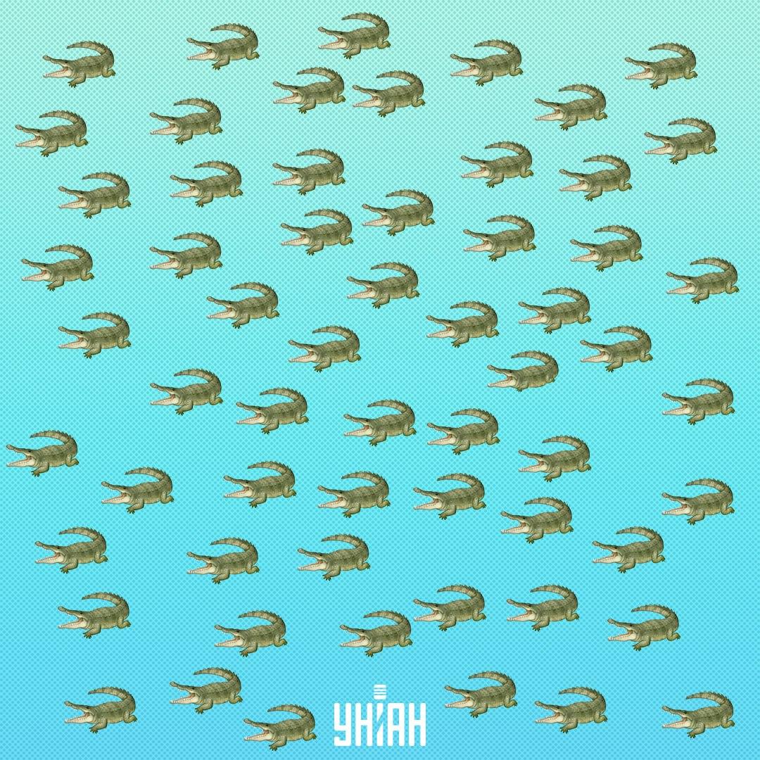 O réptil está escondido, mas deves vê-lo em 15 segundos / Collage Moje