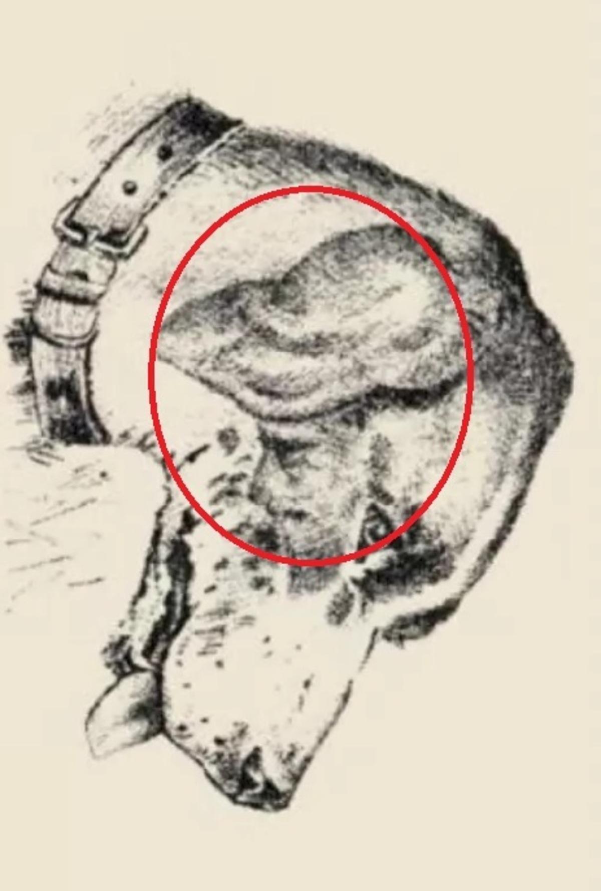 O rosto humano estava na orelha do cão / desenhado por safalta.com