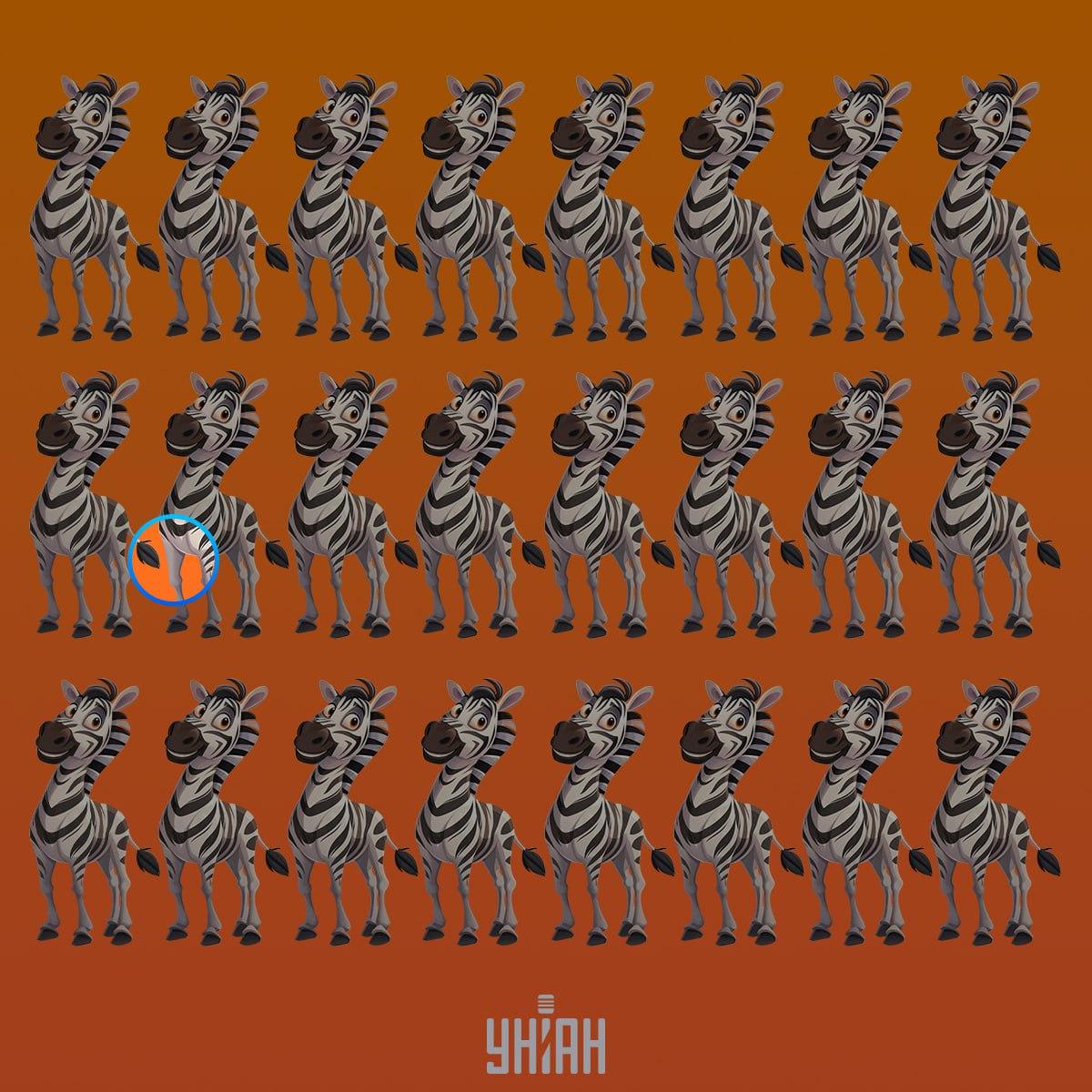 Uma estranha zebra estava na segunda linha a contar do topo / colagem Moje