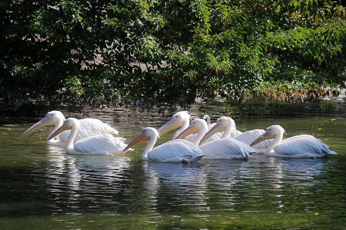 Demora menos de 10 segundos a encontrar uma ave diferente das outras / colagem Moje