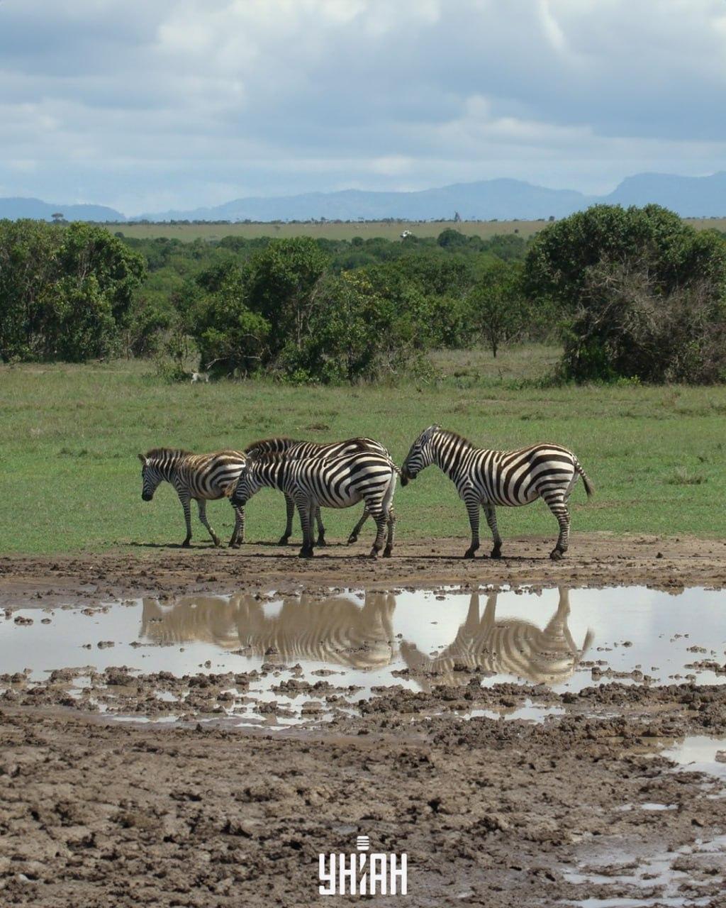 É necessário encontrar o cão a tempo / colagem com foto Moje