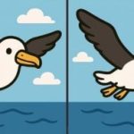 Teste de QI: encontrar 3 diferenças numa imagem de um pássaro a voar em 31 segundos Teste de QI: encontrar 3 diferenças numa imagem de um