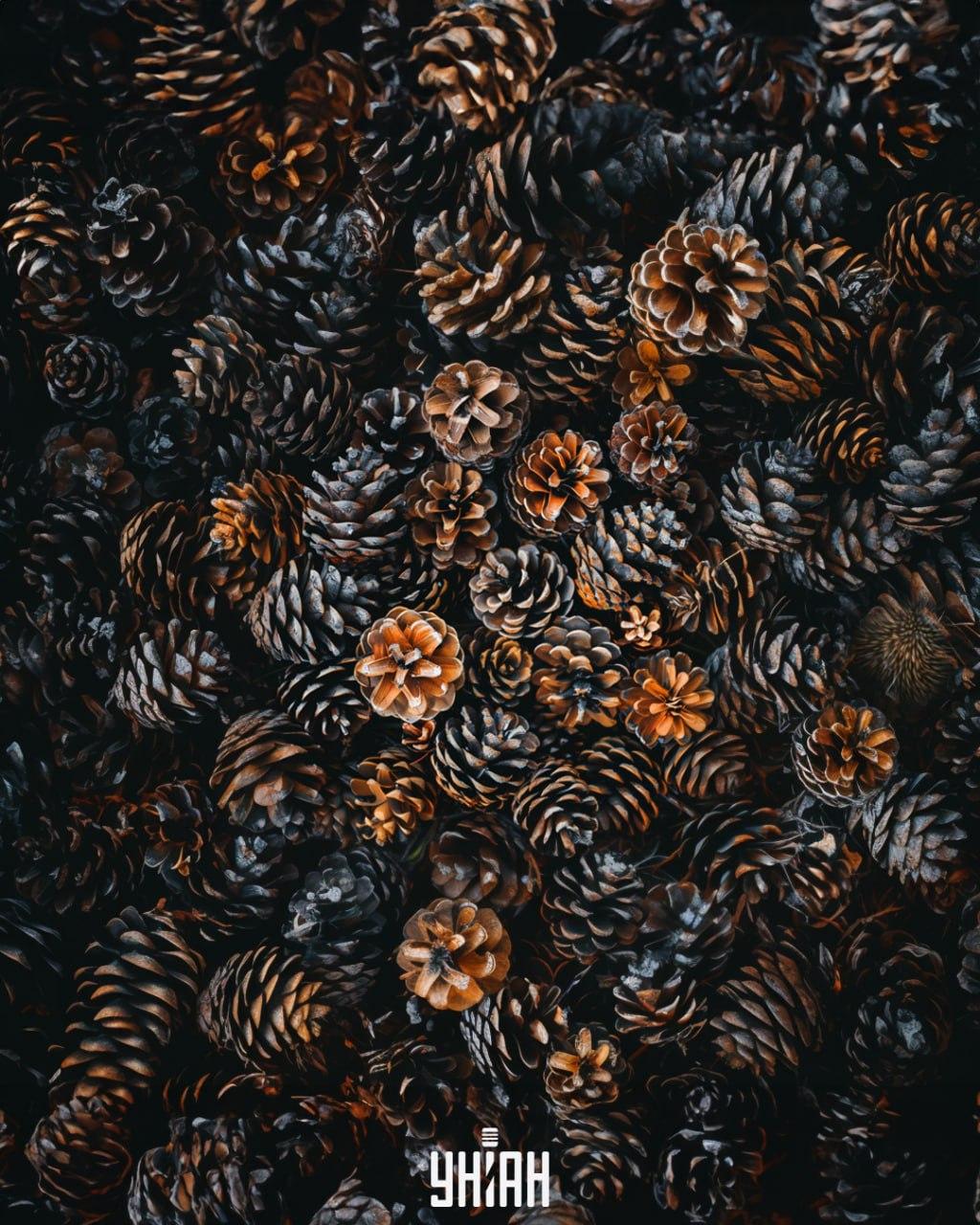 É necessário encontrar um ouriço entre os cones / colagem Moje