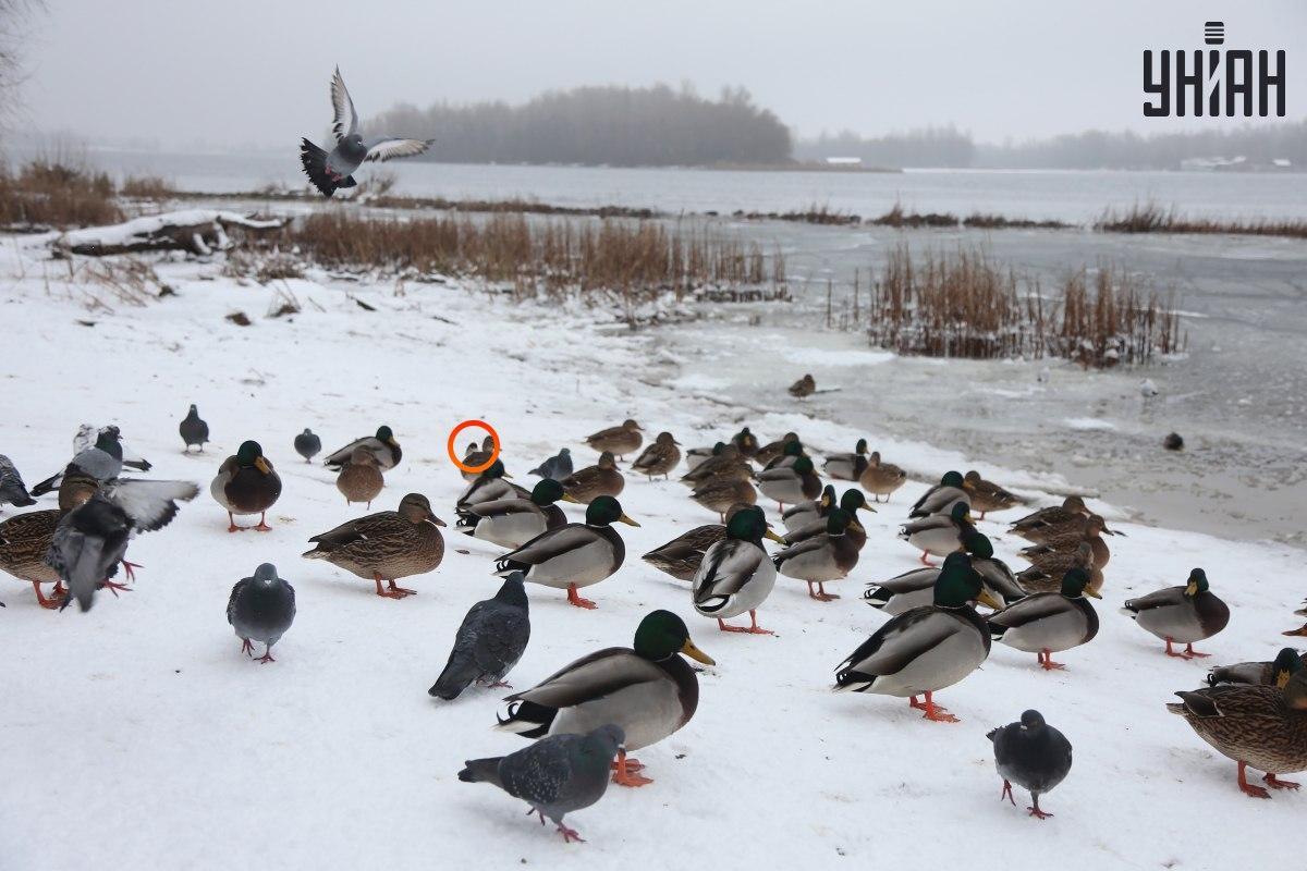 Um pardal escondeu-se perto do centro de ilusão de ótica / colagem com foto Moje