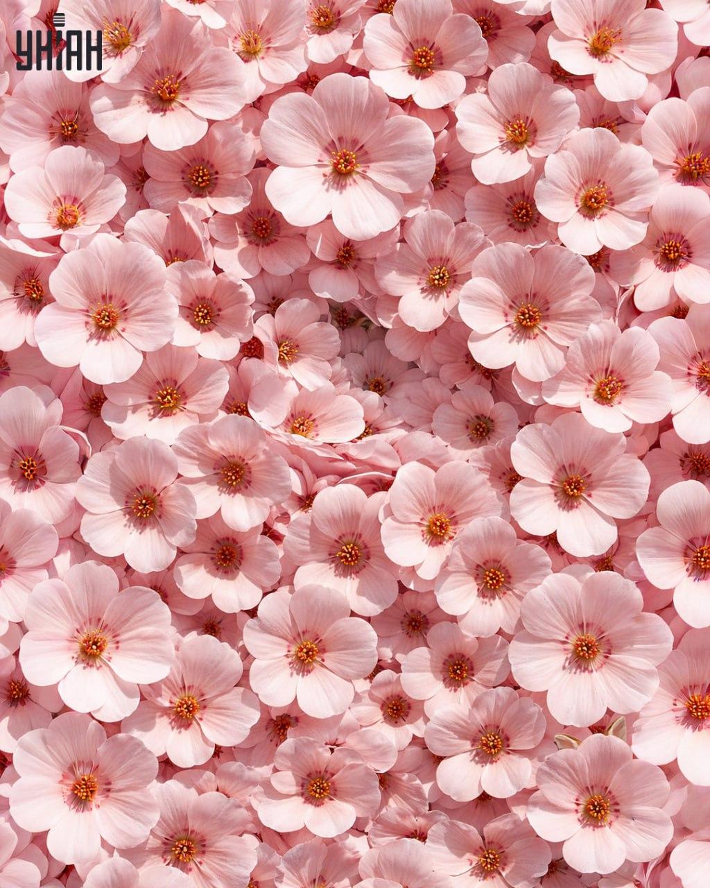 Apenas 1% das pessoas consegue encontrar um coelho em 11 segundos: uma ilusão de ótica surpreendentemente complexa