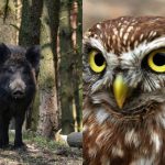 Apenas as pessoas com um QI elevado encontrarão a coruja