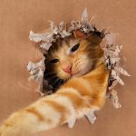 O seu gato é um génio: um teste de QI fácil com um brinquedo e uma caixa O seu gato é um génio: um teste de QI