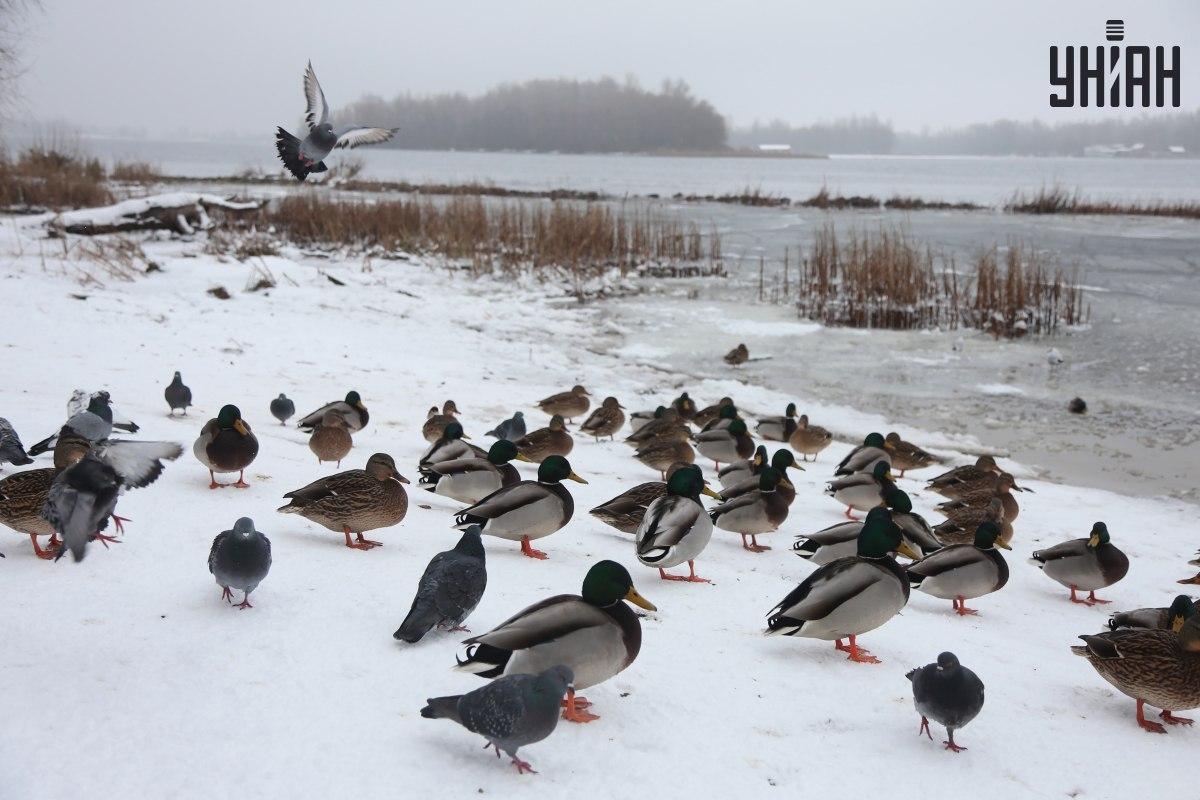 Encontrar um pardal em segundos / colagem com foto Moje