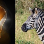 Teste de QI simples: encontrar a zebra estranha em 10 segundos Teste de QI simples: encontrar a zebra estranha em 10