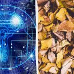 Teste rápido de QI: encontrar três tartarugas entre as folhas